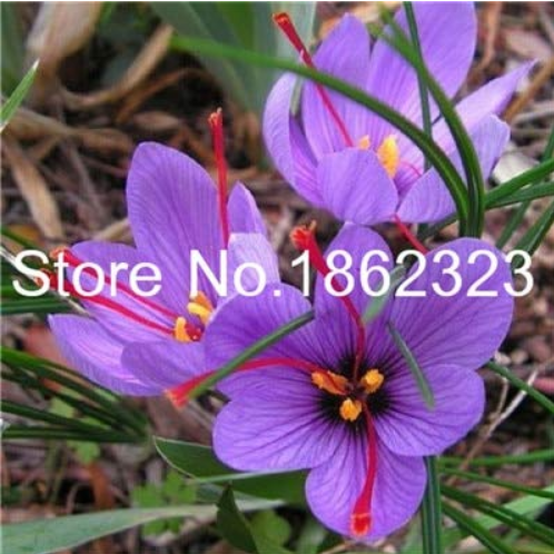 200 Pcs Imported Saffron Flower Plants Not Saffron Bulbs, Bonsai Flower Iran Crocus Potted Plants for Home Garden Herb Flore