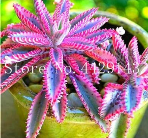 Rare Purple Bromeliad Tillandsia Bulbosa Air Plant Very Easy Growing Lazy Plants Bonsai for Home Garden 50 Pcs