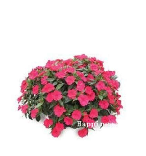 Balsam Flower Bonsai Impatiens Balsamina Bonsai Flower, Toutch-Me-Not Flower for Home Garden Plants 100 Bonsai/Bag
