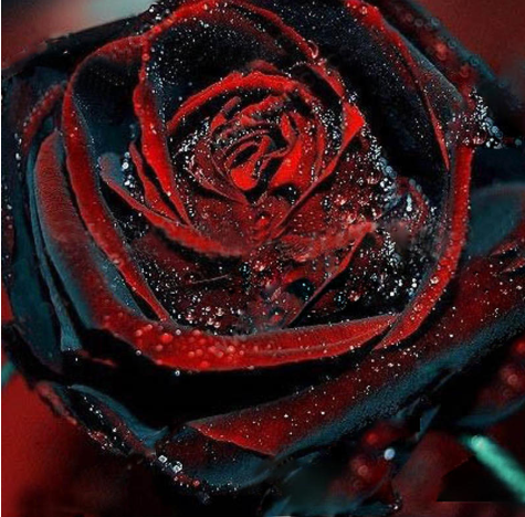 100Pcs Black Rose Seeds Flower With Red Edge Rare Rose Garden Bonsai Seeds