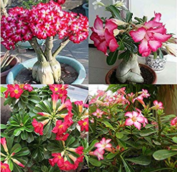 5Pcs Rare Pink Adenium Obesum Seeds Desert Rose Bonsai Tree Flower Plants
