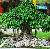 5 pcs Peepal Ficus Religiosa Bonsai Family Moraceae Perennial Sacred Fig Bonsai Semi-Evergreen Bodhi Tree Widely Cultivated