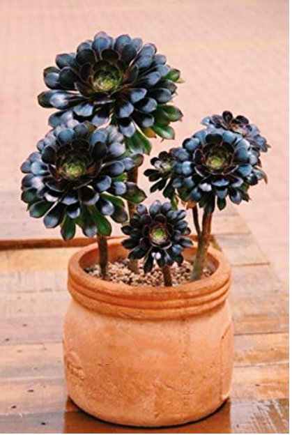 100pcs Aeonium arboreum 'Zwartkop' Bonsai Succulents Plants Black mage Flower Potted Plants for Home Garden Flower Plants