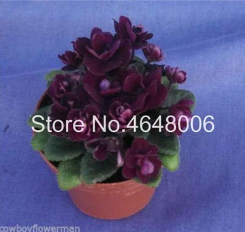 100 Pcs Mini Violet Beautiful Bonsai Flower, African Red Purple Mini Sky Blue Violet Bonsai Rare Jardin Herb Indoor Houseplants - (Color: 7)
