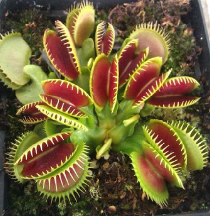 100Pcs Catchfly Potted Plant Seeds Garden Venus Fly Trap Insectivorous Plant - Gardening Seeds - 100 x Egrow Catchfly Seeds