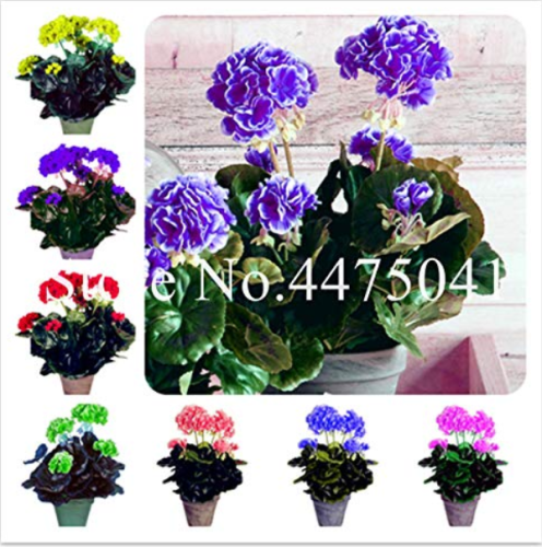 100 Pcs Geranium Bonsai,Perennial Fleur Graine Geranium Flowers,Pelargonium Peltatum Indoor Dwarf Bonsai Garden Flower Plant - (Color: Mixed)