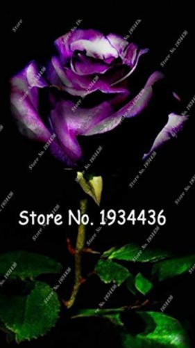 Osiria Rose Gorgeous Flower,Abracadabra Rose Lover Rose Seed Planting, Holland Flower,Home & Garden Planting 100 - (Color: 13)