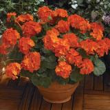 10PCS Geranium 'Orange Parfait' Orange Perennial Flowers Seed, Bonsai Garden Great for Container and Landscape