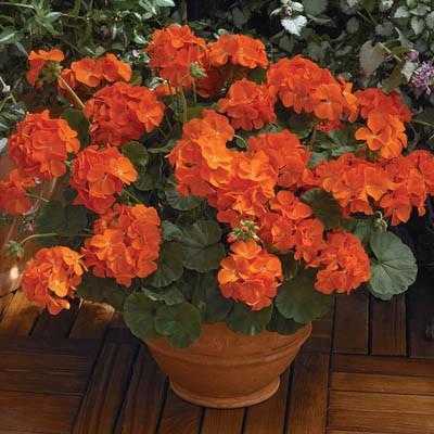 10PCS Geranium 'Orange Parfait' Orange Perennial Flowers Seed, Bonsai Garden Great for Container and Landscape