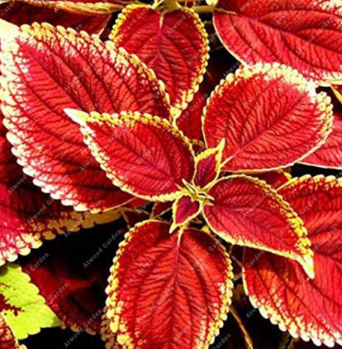 100 PCS Chinese Rare Original Natural Organic Red Coleus Bonsai Beautiful Blumei Planting Rainbow Decoration Garden