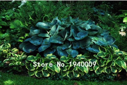 100pcs Hosta Plants,Hosta 'Whirl Wind', hosta Flower,Flowers Seedling Outdoor,DIY Ornamental Plants for Home Garden Easy to Grow