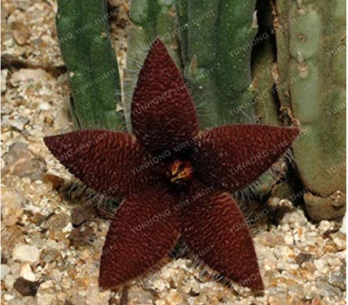 Stapelia Pulchella Bonsai Lithops Mix Succulents Raw Stone Cactus Plant Rare for Home Garden Flower Bonsai Plants 100 Pcs