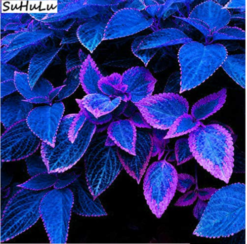 100 pcs Japanese Bonsai Blue Coleus Plant Foliage Plants Perfect Color Dragon Beautiful Flower Plant DIY Home Garden Decor