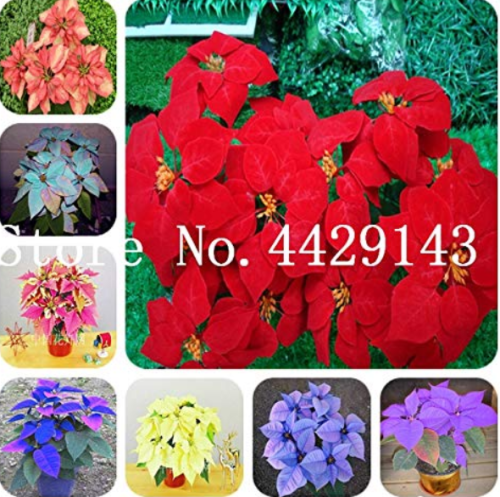 100 Pcs/Bag Poinsettia DIY Potted Colorful Bonsai Flower Bonsai Indoor Outdoor Flower Flower Bonsai EDS Home Garden - (Color: Mixed)