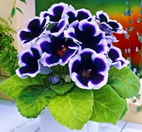 100 PCS Rare Purple White Side Gloxinia Garden Perennial Flowering Plants Sinningia Speciosa Bonsai Balcony Flower