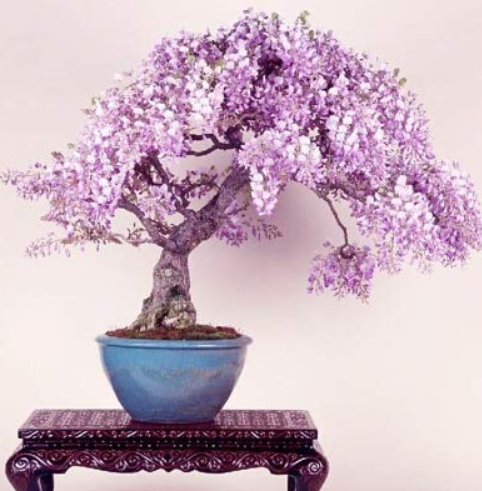 Mini Bonsai Wisteria Tree Indoor Ornamental Plants 10 pcs