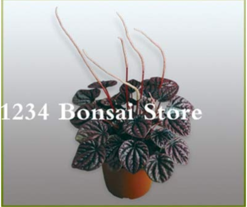 100 pcs Succulent seedlings Rare Chinese Peperomia Tetraphylla Bonsai Variety Bonsai Tree Garden Novel Plants Anti-Radiation