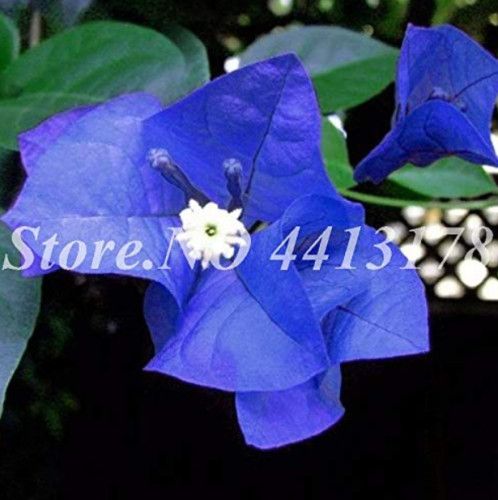 Balcony Blue Bougainvillea Outdoor Netherlands Blooming Spectabilis Willd Flower Plant Seedfor Flower Pot Planters 50 pcs/Bag