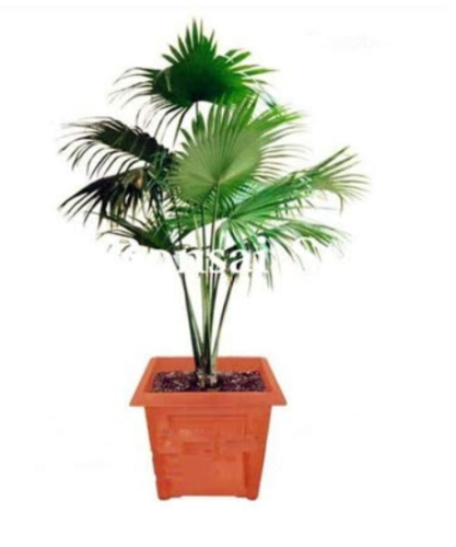 100pcs Palm Bamboo Garden Lady Palm Tree Indoor Plants Excelsa Sementes Bamboo Palm Zongzhu Flores Air Purification Bonsai Plant - (Color: 4)