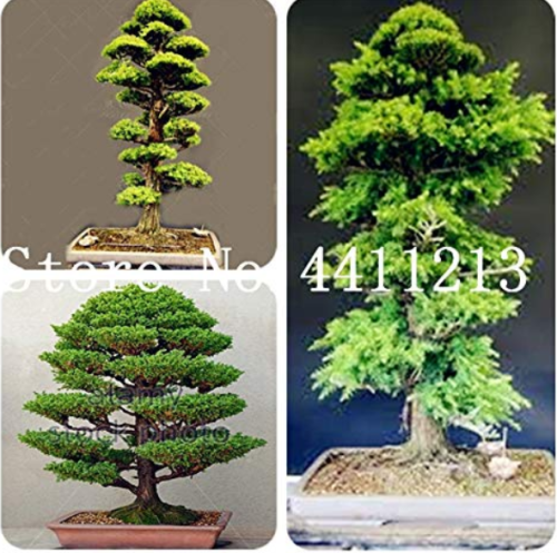 10 Pcs/Bag Mini Japanese Cedar Seed Tree Easy to Plant Seed Home Garden Decoration The Budding Rate 97% - (Color: Mixed)