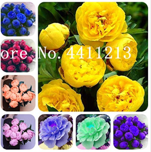 10 Pcs Peony Flower Bonsai Garden and Potted Plants Paeonia Suffruticosa Tree, Peony Root Flower for Home Garden - (Color: Mixed)