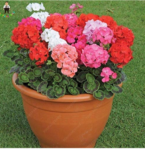 50pcs Geranium Pelargonium Potted Bonsai Flower Perennial Indoor Or Outdoor for Home Garden Jardin Plant - (Color: Red)