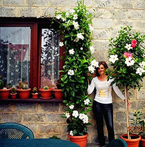 Mandevilla Sanderi Plants,Dipladenia sanderi Garden,Bonsai Flower Plant for Indoor Outdoor and Courtyard Planting,100pcs/bag