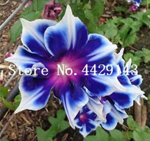 100 Pcs/Bag Rare Star Petunia Blue Bonsai Garden and Patio Potted Plant Morning Glory Flowers Bonsai petuniya Bonsai