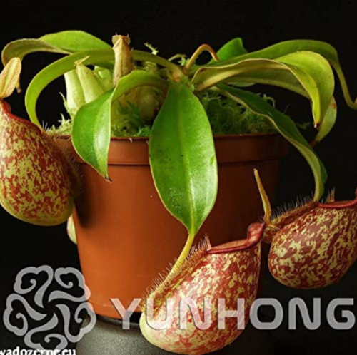50 Pcs Tropical Pitcher Plant Giant Nepenthes Bonsai Herb Ca ivorous Plants, Garden Decoration Bonsai Flower