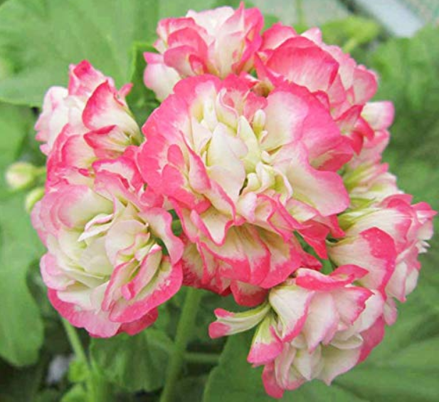 US$ 2.91 - Rare Geranium Bonsai Apple Blossom Rosebud Pelargonium ...