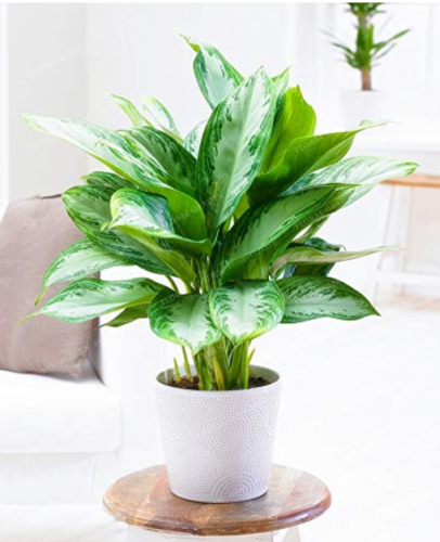 100pcs Aglaonema spp Sansevieria Bonsai Indoor Plants Radiation Protection Bonsai Home Garden