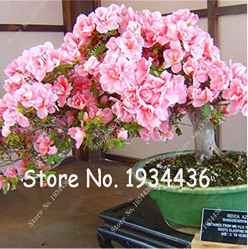 100 Pcs/Bag Bonsai Mountain Azalea - Rhododendron Simsii Satsuki Mixed Color Flower DIY Home & Garden Plants - (Color: Mixed)