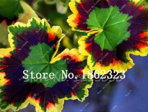 30 Pcs/Pack Rare Blue Geranium Bonsai Perennial Rare Flower Bonsai for Indoor Rooms Bonsai Potted Flower Elegant Mix-Color - (Color: 3)