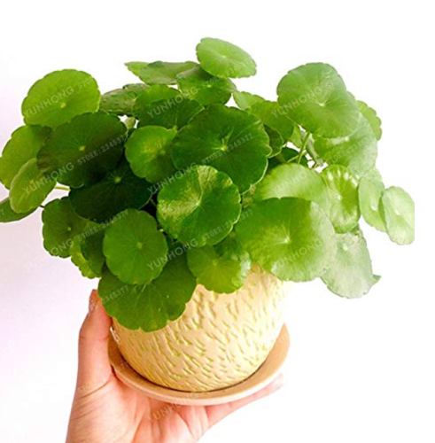 Hydrocotyle Vulgaris Aquatic Plants Money Grass Coins Grass Bonsai Bonsai Plant for Home Garden Easy to Grow 30 Pcs