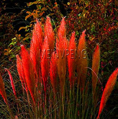 Perennial M Deargogo Com