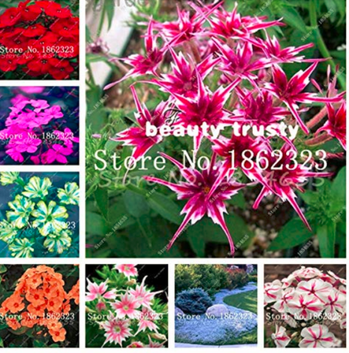 200 pcs Mixed Color Phlox Bonsai Phlox Drummondii Cuspidata Flower Plants Phlox Flowers Potted Bonsai for Home Garden