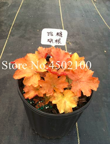 50 Pcs Rare Imported Bonsai Heuchera Bonsai, Coral Flower, Coral Bells (Coating) Bonsai Plant Home Garden Very Easy Care