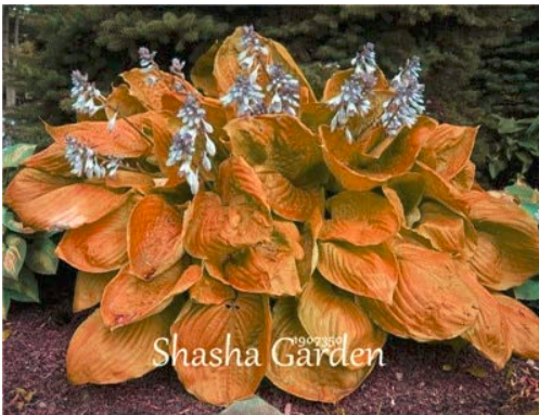 200 pcs Hosta Fragrant Plantain Lily Bonsai Perennial Flower for Home Garden Ground Cover Precious hosta Pot Plants