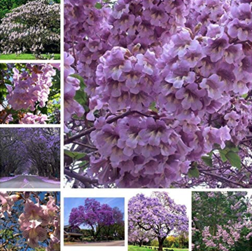 1000 pcs/Bag Bonsai Paulownia Outdoor Royal Empress Flore Tree Plants Home Garden Potted Plants for Flower Pot Planters