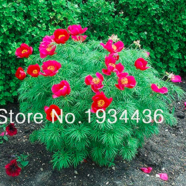Peony Double Flowering Fernleaf Peony Rubra Plena Garden Plant for Flower Pot Planters Easy to Grow- 10 pcs/lot