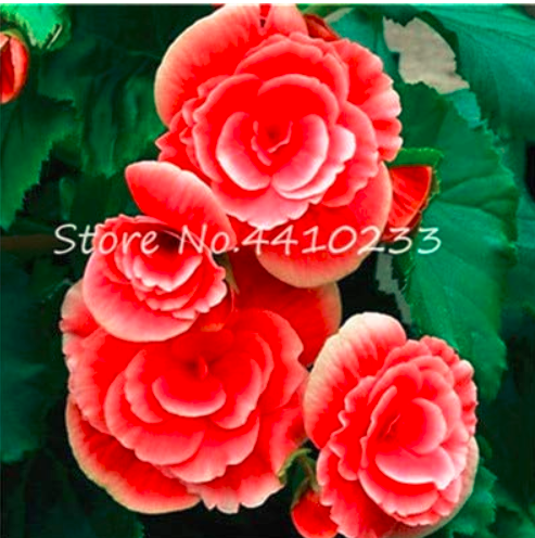 100 Pcs Colorful Begonia Bonsai, Mixed Color Rieger Begonias Flower Plant Potted Family Garden Balcony Decoration