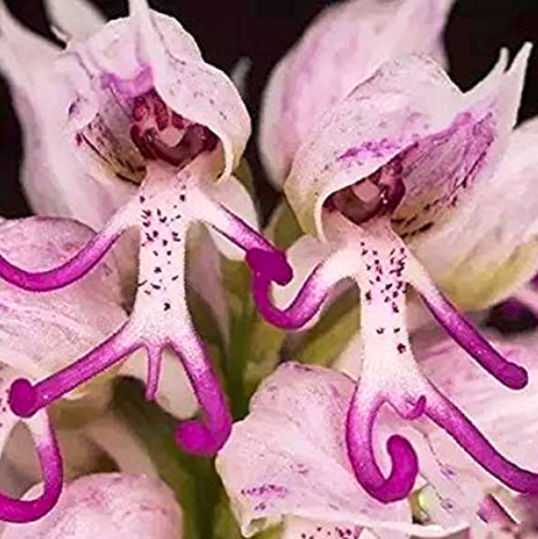 100Pcs/Pack Naked Male Flower Seeds Garden Bonsai Rare Orchid Flower Seeds