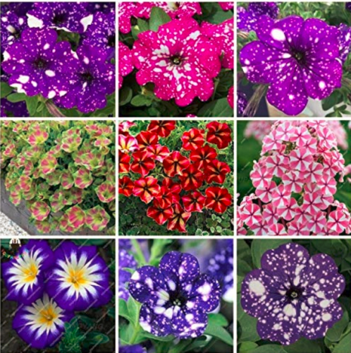 100pcs Rare Beautiful Petunia Flower Plants 24 Kinds of Petunia Flower can Choose Bonsai Tree plantas for Garden Decoration