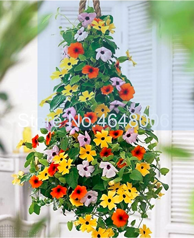 100 Pcs Climbing Flowers Black-Eyed Susan Bonsai Thunbergia Alata Flower Bonsai Black Eyed Susan Vine Gorgeous Sunrise Plant - (Color: Mixed)