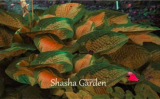 200 pcs Hosta Fragrant Plantain Lily Bonsai Perennial Flower for Home Garden Ground Cover Precious hosta Pot Plants