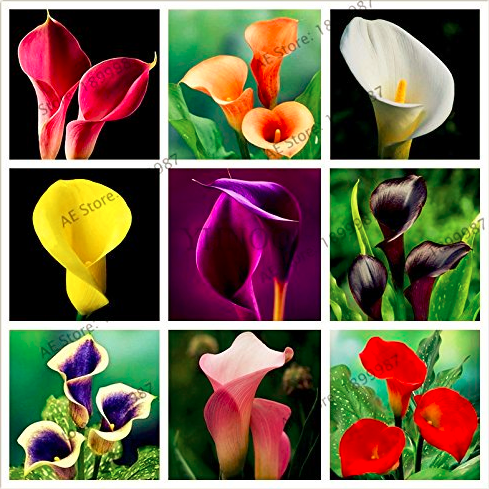 Big sale!Calla lily seeds,perennial potted plant for home &garden decoration, easy to plant 100pcs/bag
