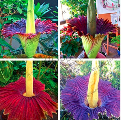 Beautiful Flower Flores,Biggest Flower in The World,Corpse Flower,10pcs/Pack,Bonsai Plant for Garden