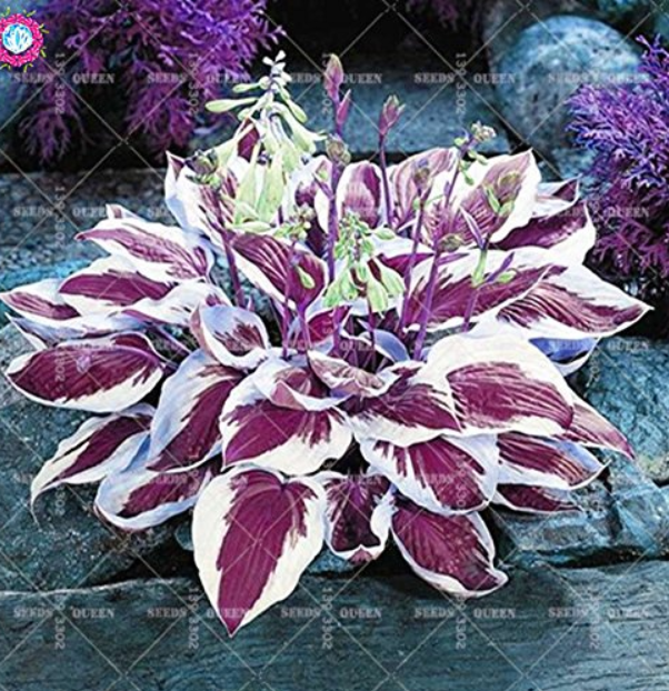thumbnail image 2 of 100 Seeds Janpanse Bonsai Coleus Plant Rainbow Dragon Foliage Plants 2 of 12
