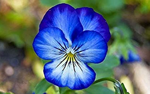 100 pcs/Bag Bonsai Pansy Flower Mix Color Blooming Wavy Viola Tricolor Flore Outdoor Potted Plants DIY Home & Garden