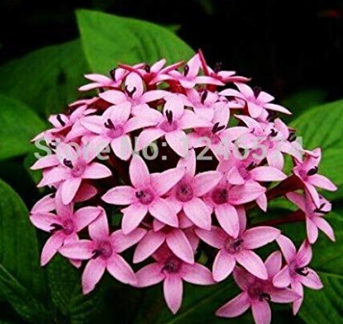 Pentas Lanceolata Flower Bonsai 50PCS Starry Flowers Bonsai Purify Indoor Outdoor Bonsai Air Mixing Colors Plant